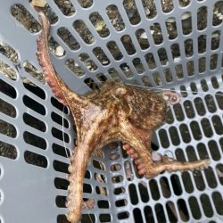 ⭐︎モーニングタコ