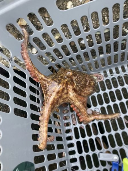 ⭐︎モーニングタコ