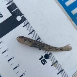 奇跡の生還:シロギスタ