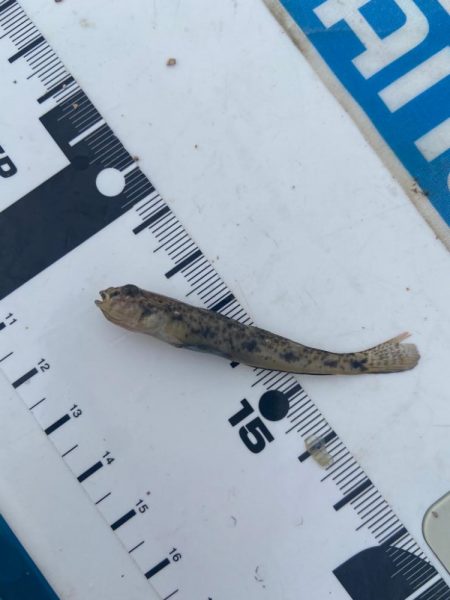 奇跡の生還:シロギスタ