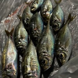 湾奥調査続行中