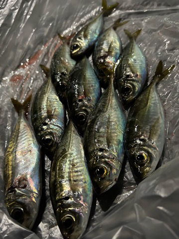 湾奥調査続行中