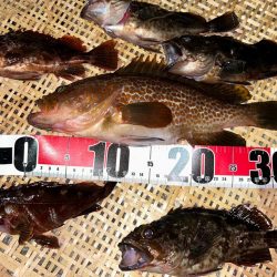 お持ち帰りアコウ捕獲成功‼️