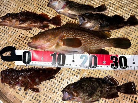 お持ち帰りアコウ捕獲成功‼&…