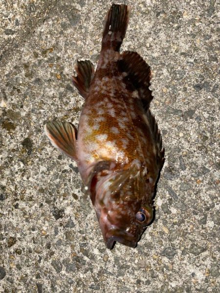 ドン引きする程の激渋