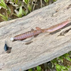 久しぶりのホームレイク