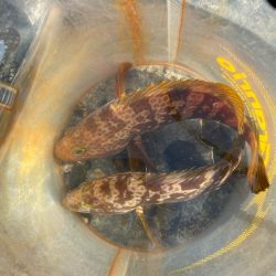 ショアレッドとクロダイ