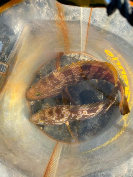 ショアレッドとクロダイ