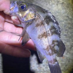 ガシラ入れ食い