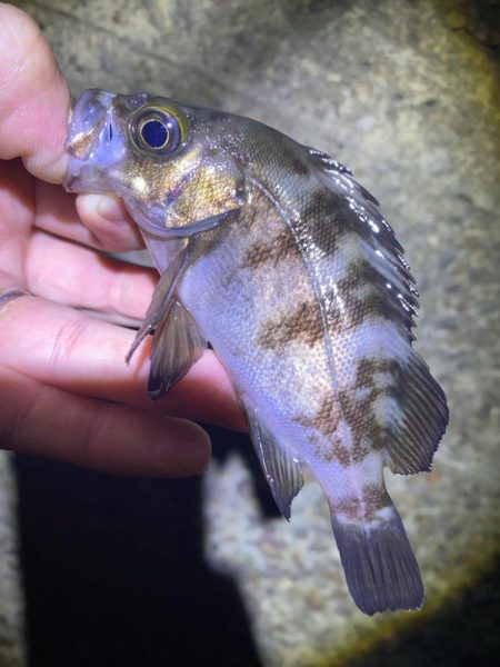 ガシラ入れ食い