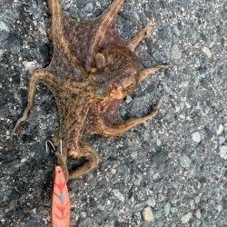 タコは気まぐれ？