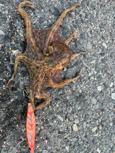 タコは気まぐれ？