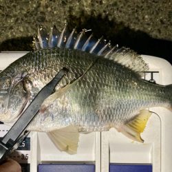 今夜も中アジ探しにGO‼︎