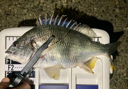 今夜も中アジ探しにGO‼︎