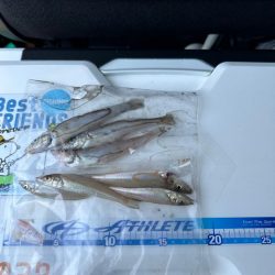 キス釣り(引き釣り)