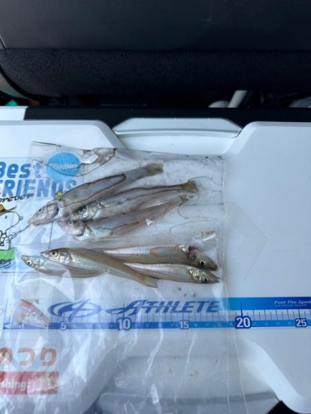 キス釣り(引き釣り)