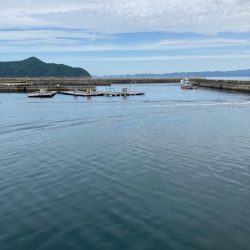 春はコウイカ続きの中、港で釣れた泣ける一杯