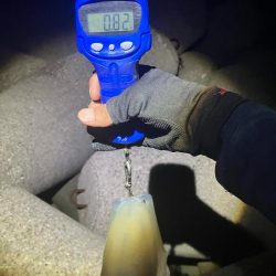 今季やっと3杯目のアオリ🦑GET!\(^o^)/