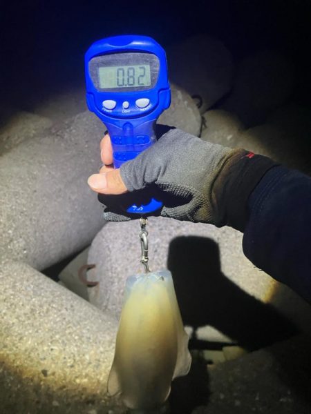 今季やっと3杯目のアオリ🦑GET!\(^o^)/