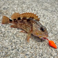 ガシラ(アラカブ)③