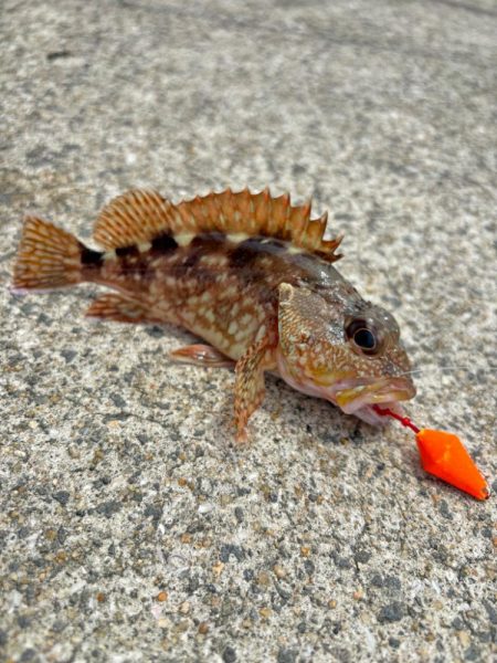 ガシラ(アラカブ)③