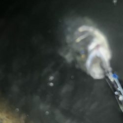 6月初シーバス!!