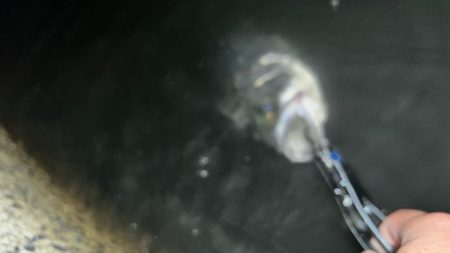 6月初シーバス!!