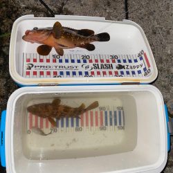 尺キジハタ連発