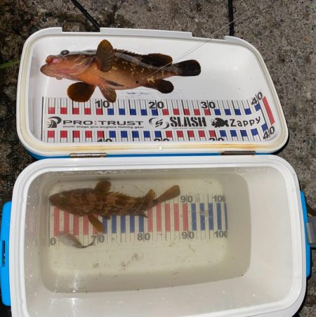 尺キジハタ連発