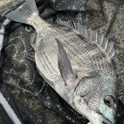 ヘチってきました