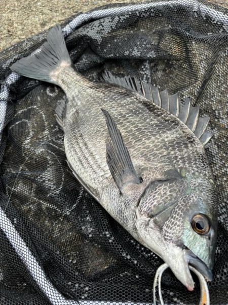 ヘチってきました