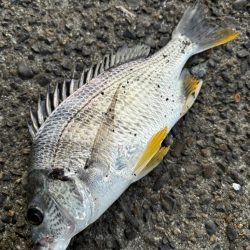 ヘチってきました