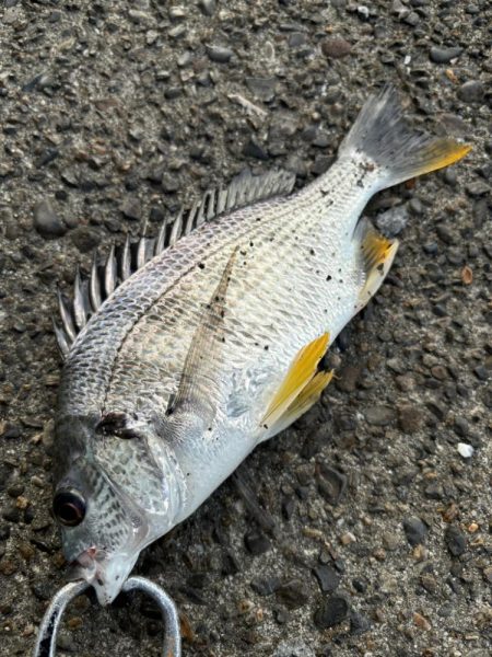 ヘチってきました