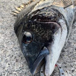 エビ撒き釣りでおチヌさん