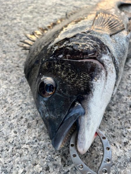 エビ撒き釣りでおチヌさん