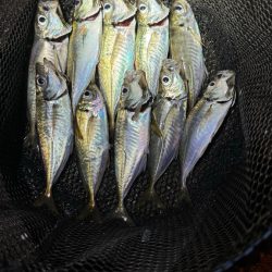 GMさん？そろそろタコ釣りですね！