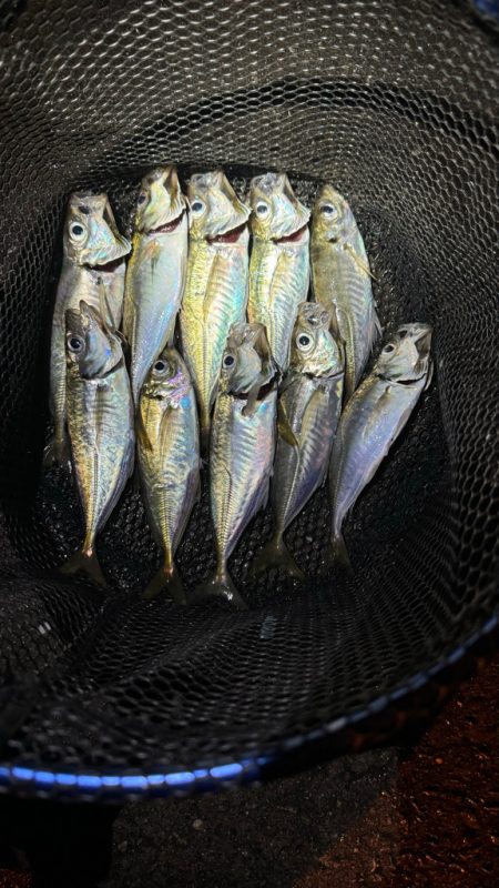 GMさん？そろそろタコ釣りですね！