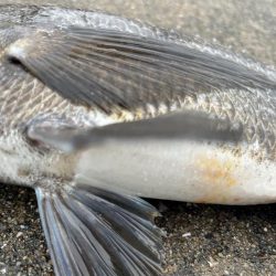 チヌやセイゴの活性高いです！