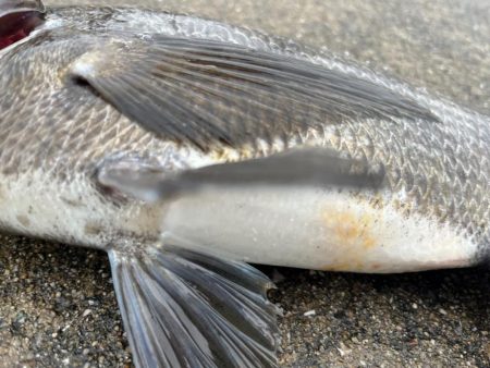 チヌやセイゴの活性高いです！