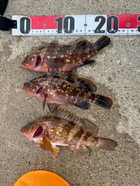 久しぶりの釣果