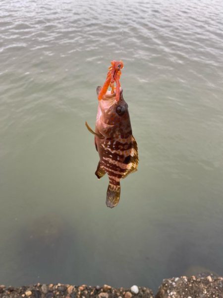 2日大雨後の根魚調査