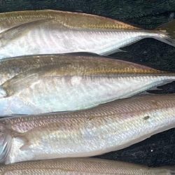 アジは何処（苦笑）