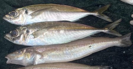 アジは何処（苦笑）