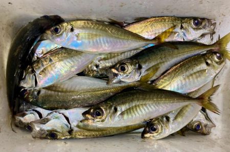 中アジとミニマム極豆!笑笑