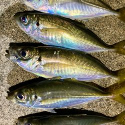 ゴミだらけの底にアジは居る!