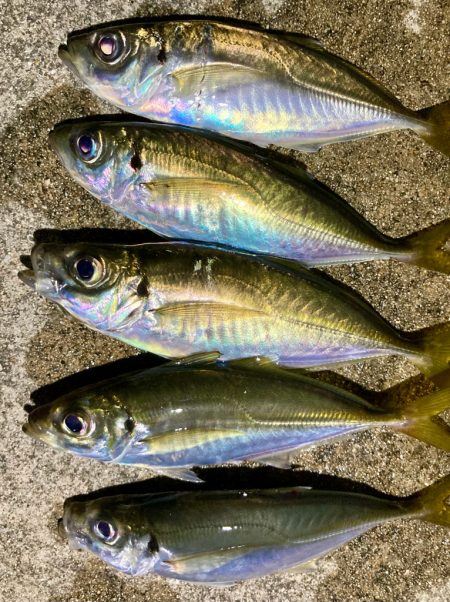 ゴミだらけの底にアジは居る!