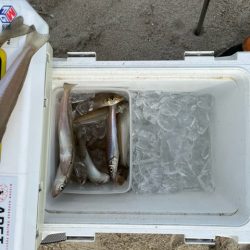 虹ノ松原でキス釣り確認です