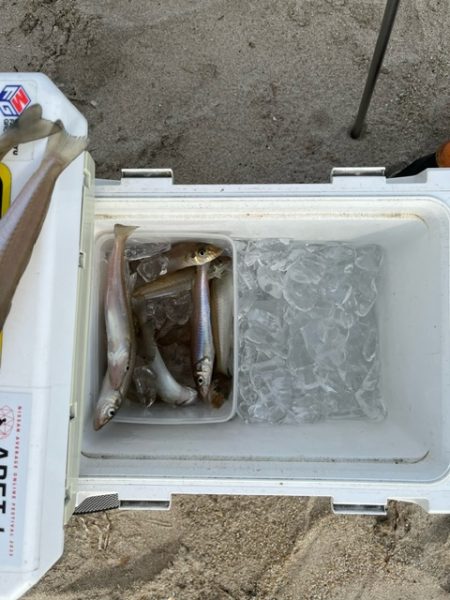 虹ノ松原でキス釣り確認です