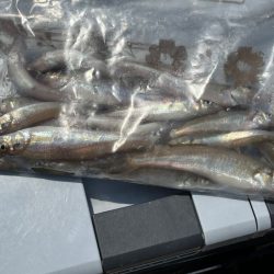 癒されない激渋キス釣り