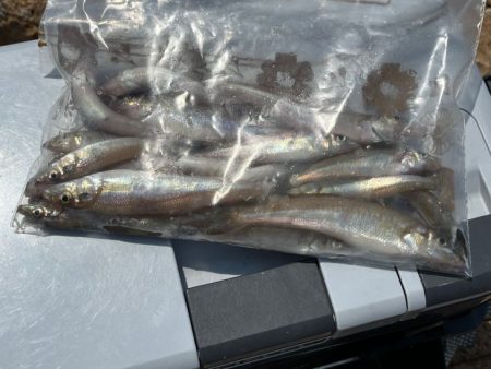 癒されない激渋キス釣り